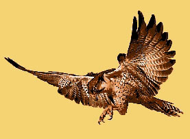 faucon